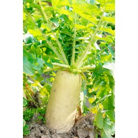 TomorrowSeeds - Daikon Radish Seeds - 100+ Count - For 2025 Planting Japanese Winter White Carrot Korean Mu Mooli Oriental Lo Pue Chinese Luobo Heirloom Vegetable Grow Your Own Home Farm Patio Healthy