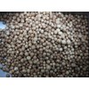 Viridis Hortus - Coriander Herb - 500 (5g's) Long Established