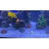 Norman's Nori Seaweed 25 Sheets 4"x7.5" For Saltwater Marine Fish