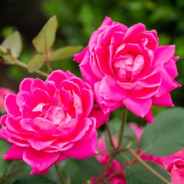 junyanbb Family of Roses 'The Pink Double Knock Out Rose' Live Shrub