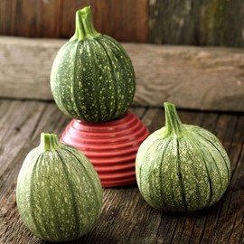 Round Zucchini Seed - 5 LB ~20,000 Seeds - Heirloom, Open Pollinated, Non-GMO, Farm & Vegetable Gardening Seeds - Summer Squash