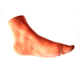 Foot Model Female Left Foot 8.3 inches (21 cm) Life Size