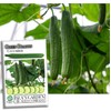 Green Dragon Long Cucumber Seeds for Planting - 50+ Heirloom