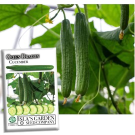 Green Dragon Long Cucumber Seeds for Planting - 50+ Heirloom Seeds Per Packet, (Isla's Garden Seeds), Non-GMO Seeds, Botanical Name; Cucumis Sativus, 90% Germination Rate, Great Home Garden Gift