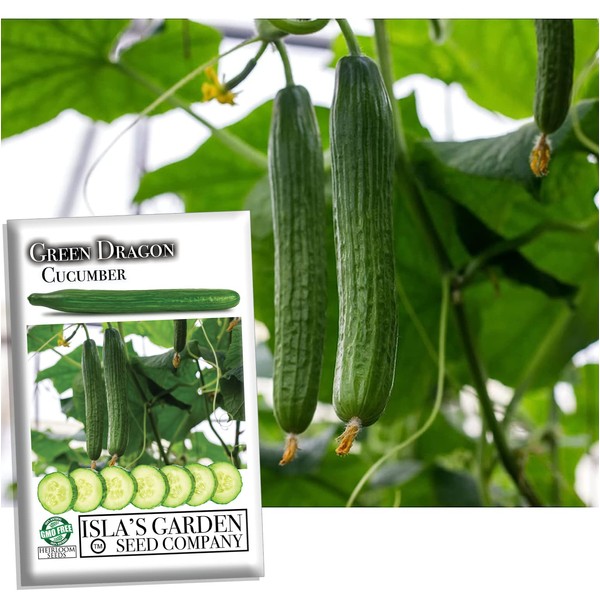Green Dragon Long Cucumber Seeds for Planting - 50+ Heirloom