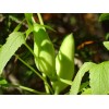 Fresh Cyclanthera Pedata Achocha- Caigua 12 Seeds Organic 2024 Non-GMO