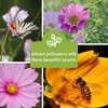 Sow Right Seeds - Cosmos Seed Collection for Planting- Non-GMO