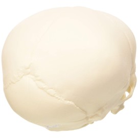 3B Scientific A25 Skull Model of the Fetus Natural Casting 30th Week Pregnancy + Free Anatomy App - 3B Smart Anatomy