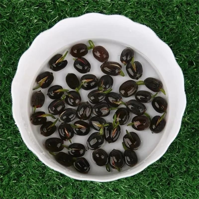 30pcs Bowl Lotus Seeds Hydroponic Plant Flower Seed Four Seasons