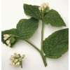 ni-ruzuya-do remedyi-zu Symphytum officinale & marouhuttoba-mu (huttokuri-mu) 50 