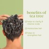Baebody Award Winning Tea Tree Oil Shampoo - Clarifying for