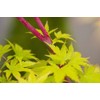 Beni Kawa Japanese Maple 3 - Year Graft