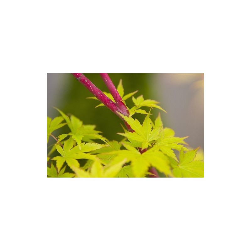 Beni Kawa Japanese Maple 3 - Year Graft