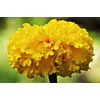 Mixed Marigold Seeds Flower Plant Bonsai Home Decor 200 Pcs