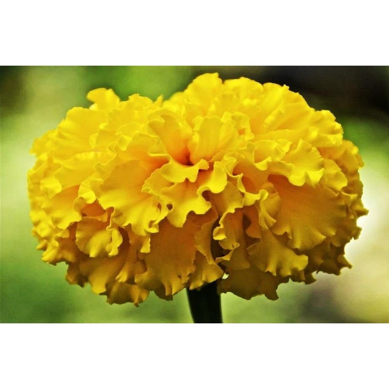 Mixed Marigold Seeds Flower Plant Bonsai Home Decor 200 Pcs