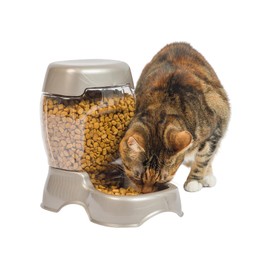 Petmate Pet Cafe Feeder Dog and Cat Feeder Pearlescent Colors 3 Sizes, Made in USA