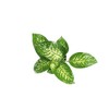 Dieffenbachia Compacta (Tropical Snow or Alfredo) - 8'' from California