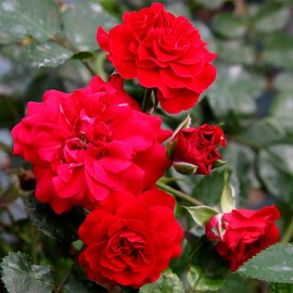 Heirloom Roses Potted Rose Bush - Fire Meidiland® Live Red Plant for Outdoor Planting