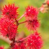 Outsidepride 100 Seeds Annual Ricinus Communis Castor Bean Gibsonii Flower