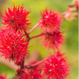 Outsidepride 100 Seeds Annual Ricinus Communis Castor Bean Gibsonii Flower Seeds for Planting