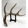Deer Shed Antler Display Stand with Black Base, Decorative Trophy