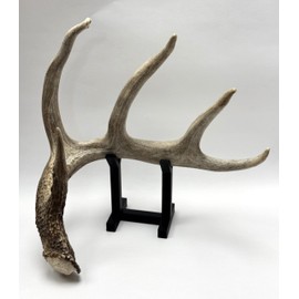Deer Shed Antler Display Stand with Black Base, Decorative Trophy Mount Holder