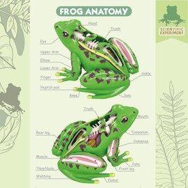 4D Vision Frog Anatomy Model, 23 Part Puzzle of Frog and 11 Knowledge Flash Cards, Detachable Frog Organs and Body Parts Model, Educational Medical Clinic Teaching Equipment, STEM Toy Gift for Kids