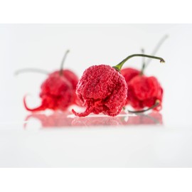 Pepper Joe’s Carolina Reaper Seeds – Pack of 10+ World’s Hottest Chili Pepper Seeds – USA Grown – Premium Non-GMO Carolina Reaper Seeds for Planting