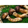 Matsutake Tea Matsutake Tea Matsutake Tea in Can, 2.8 oz