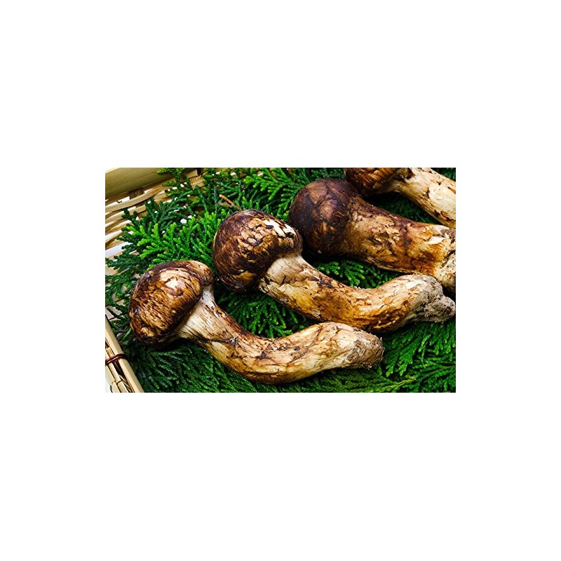 Matsutake Tea Matsutake Tea Matsutake Tea in Can, 2.8 oz