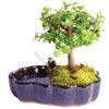 Brussel's Bonsai Live Dwarf Jade Indoor Bonsai Tree in Zen