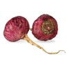 Maca Roja En Polvo - Orgánico 100 Gramos