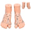 2pcs 19cm / 7.5in Feet Acupoint Model Acupuncture Teaching Aids
