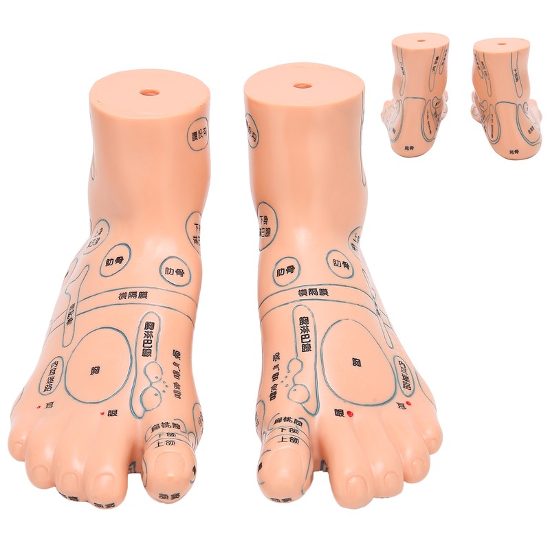 2pcs 19cm / 7.5in Feet Acupoint Model Acupuncture Teaching Aids