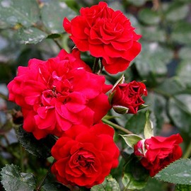 Heirloom Roses Potted Rose Bush - Fire Meidiland® Live Red Plant for Outdoor Planting
