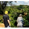 Metrang Vienamese 100% Pure 500 Grams Roasted Ground Arabica Coffee