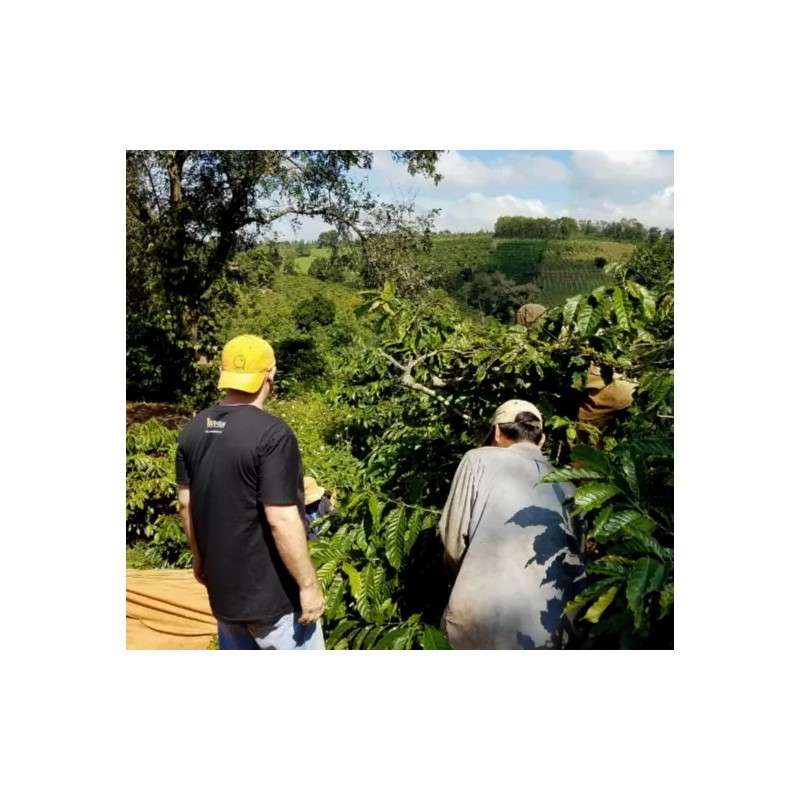Metrang Vienamese 100% Pure 500 Grams Roasted Ground Arabica Coffee