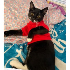 Cat Sweaters Shirts for Cats - Hairless Cat Cotton Tshirts Pet Clothes - Pullover Kitten T-Shirts with Sleeves - Cats & Small Dogs Apparel (Red, Large)