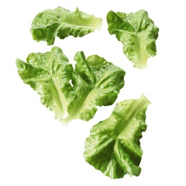 Deco Woerner Decorative Dummy Salad Leaves Set Green Food Dummy 5 Pieces Immitat Fake