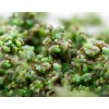Natures Good Guys Green Lacewing Eggs in Rice Hulls -