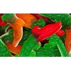 Bayside Candy Gummy Collection - Gummi Collection (Gummy Crocodiles/Gummi Crocodile,