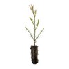 Coast Redwood | Medium Tree Seedling | The Jonsteen Company