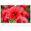 Dahlien Poesie (Wandkalender 2026 DIN A4 quer), CALVENDO Monatskalender: Dahlien