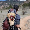 Adjustable Dog Muzzle Breathable Mesh Muzzles for Small Medium Large