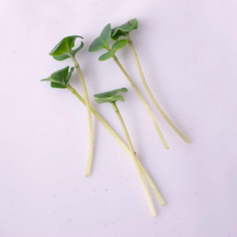 Mountain Valley Seed Co Broccoli Microgreens Seeds 1 Lb ~16,000