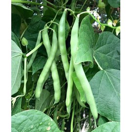 25+ Blue Lake Pole Bean Seeds for Planting Heirloom Non GMO 7 Grams Garden Vegetable Bulk Survival Hominy