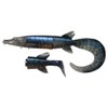 Hybrid Pike 6 3/4" 1 1/2oz S BSP-Blue Silv Pike