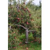 Tree Pink Lady Apple Tree - 24-36" Tall - Live