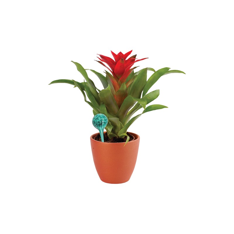Wyndham House 4-Piece Watering Globe Set, Colorful Hand-Blown Glass Plant