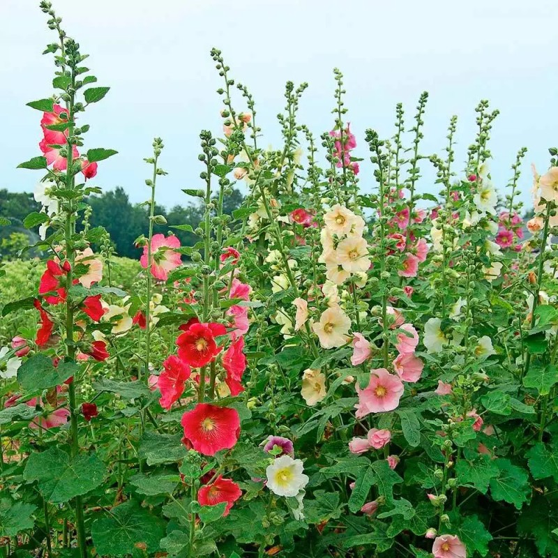 Freshseed Hollyhock seeds fresh crop for 2025 packet of 50